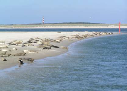 Camping Roosdunen, Ameland 6 pers.