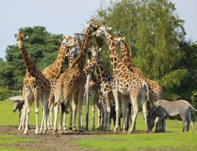 Camping Beekse bergen, Hilvarenbeek 6 pers. v.a €150,-